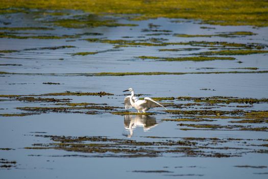 egret bird in the lake looking for prey in the summer time