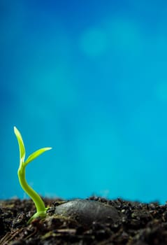 New life, leaves of young plant seeding in nature and blue background