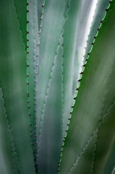 Agave succulent plant freshness texture on leaves surface with thorn of Agave americana