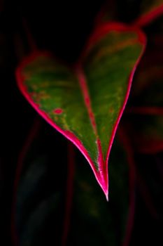 Close-up to detail vivid red and green color on leaf surface of Aglaonema 'Siam Aurola' beautiful tropical ornamental houseplant