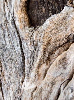 Detail of old stump surface , wood texture