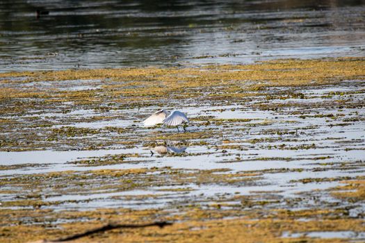 egret bird in the lake looking for prey in the summer time