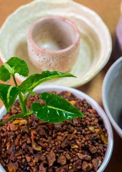 Syngonium wendlandii growing in the small ceramic pot, houseplant for room decoration