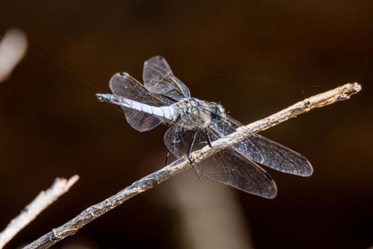 resting on a branch by the lake in summer