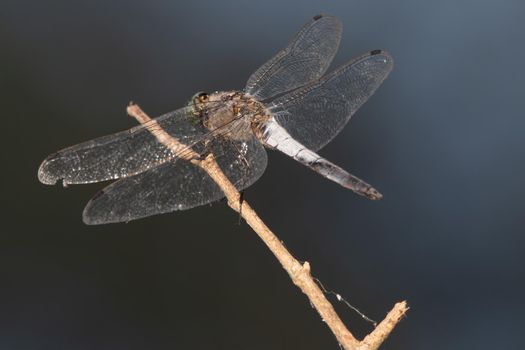 resting on a branch by the lake in summer