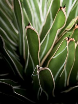 Agave succulent plant, freshness leaves with thorn of Queen victoria century agave