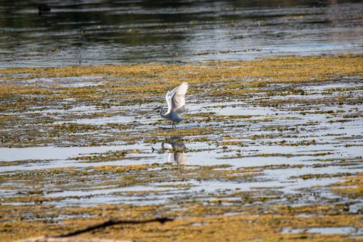 egret bird in the lake looking for prey in the summer time