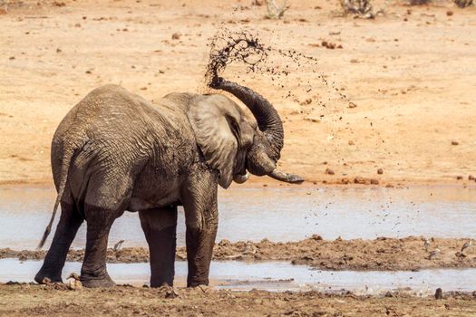 Specie Loxodonta africana family of Elephantidae