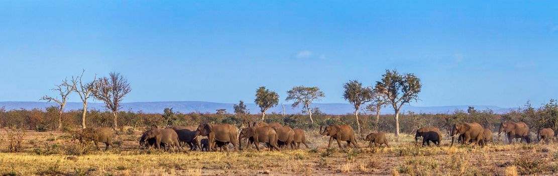 Specie Loxodonta africana family of Elephantidae