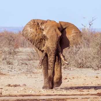 Specie Loxodonta africana family of Elephantidae