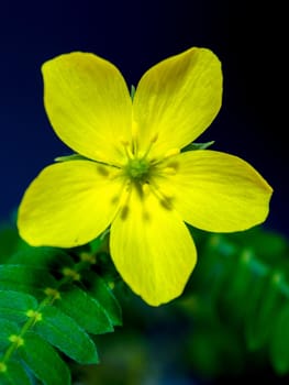 Yellow wild flower of small caltrops weed