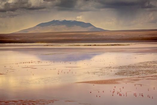 Laguna Colorada, Red Lagoon, is a shallow salt lake in the southwest of the altiplano of Bolivia, within Eduardo Avaroa Andean Fauna National Reserve and close to the border with Chile
