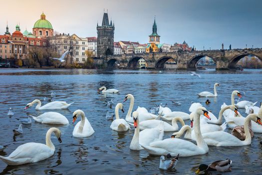 Swans floating on Vltava river and Prague medieval Charles Bridge at sunrise, Czech Republic