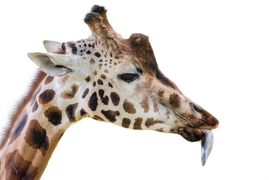 Giraffe shows a long tongue. Funny giraffe isolated on white background. Close-up of a giraffe's head with its tongue hanging out