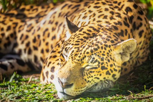 Jaguar Panthera onca majestic feline looking at camera in Pantanal, Brazil, South America