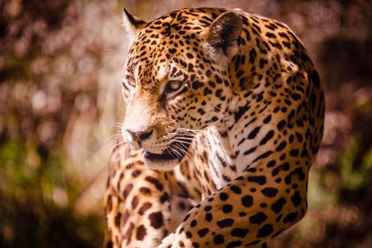 Jaguar Panthera onca majestic feline, hunting in Pantanal, Brazil, South America