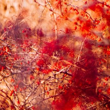 abstract autumn art - nature and environment concept, elegant visuals