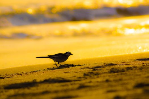 Silhouette of beach and birds illuminated by sunset. Shooting Location: Kamakura City, Kanagawa Prefecture