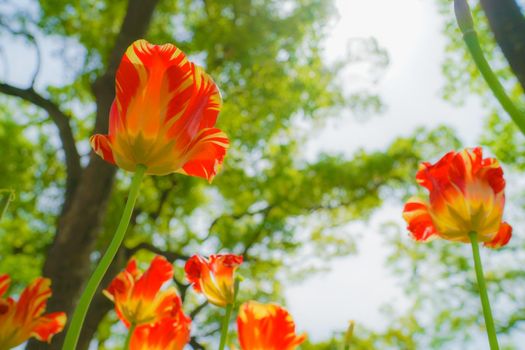 Red tulips illuminated by the sun. Shooting Location: Yokohama-city kanagawa prefecture