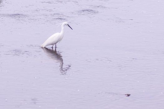 Image of silkwabi lining in the river. Shooting Location: Yokohama-city kanagawa prefecture