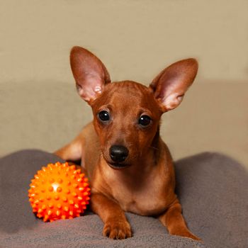 A playful puppy with a ball. A miniature pinscher puppy and a dog toy.