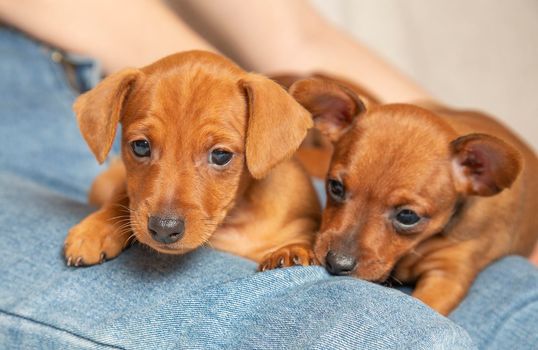 Two brown puppies are lying in the arms of a man. Little dogs on a girl's lap. Cute pets.