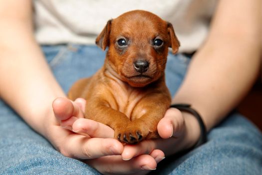Mini pinscher. Portrait of a cute puppy in the hands of a girl. A pet. A little dog.