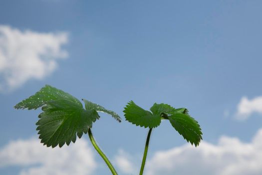 Strawberry leaves against the sky. Green leaves blue sky. The clouds.