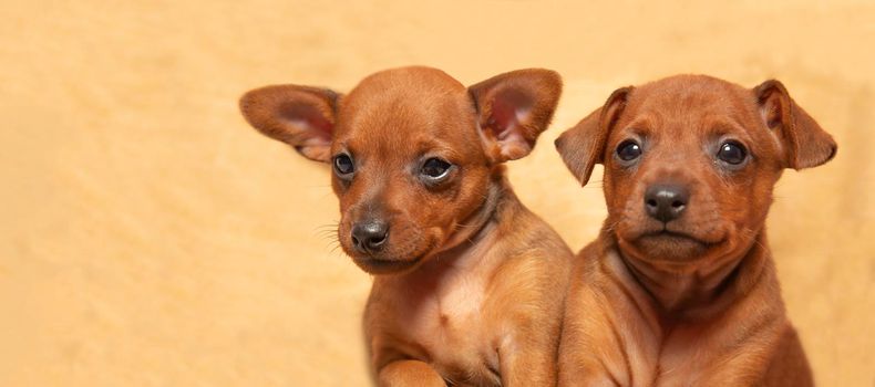 Portrait of two cute puppies. Muzzles of small puppies. The cubs of a pet. Mini pinscher.