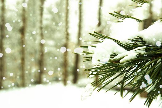 A branch of a fir tree in the snow against the background of snowfall and forest. Christmas, festive and winter, New Year background. Copy space.