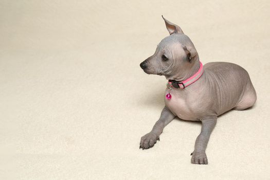 The Xoloitzcuintli puppy is lying in its place. The owner strokes the puppy with her hand and holds it by the ears.