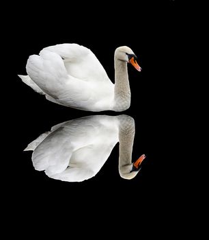 A white swan with a reflection on a black background. A sibilant swan on a dark background. Wild, migratory bird Isolate.