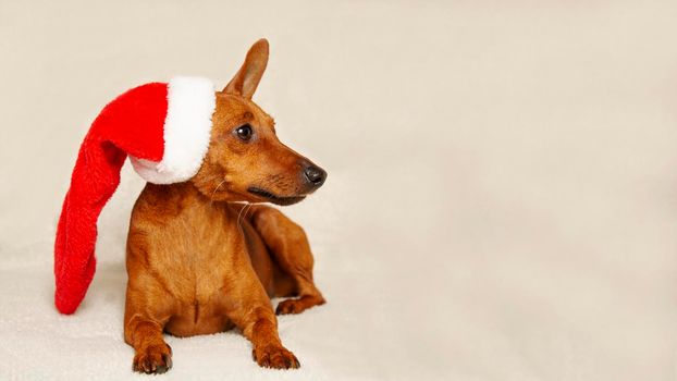 A little Christmas dog in a Santa hat. Blank for a design with a copy space. Santa's dog.
