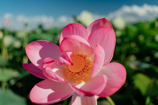 A pink lotus flower sways in the wind. Against the background of their green leaves. Lotus field on the lake in natural environment