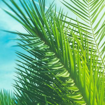 Wonderful green palm leaves - exotic vacation, botanical background and summer concept. Enjoy a tropical dream