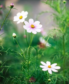 daisy garden - gardening, flowers and nature styled concept, elegant visuals
