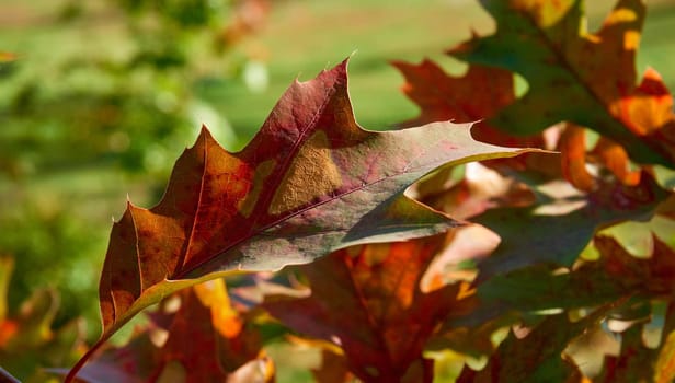 Autumn is one of the four temperate seasons. Outside the tropics, autumn marks the transition from summer to winter. Red autumn oak leaf on a warm sunny day