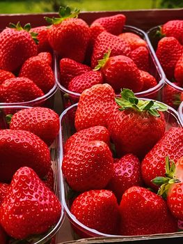 Strawberries packaged in box, sweet ripe perfect strawberry harvest, organic garden and agriculture concept