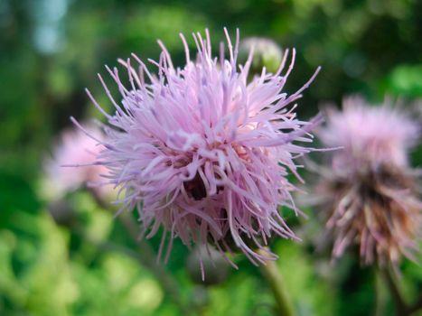 Cirsium arvense is a perennial species of flowering plant in the family Asteraceae, native throughout Europe and western Asia, northern Africa and widely introduced elsewhere. It is also commonly known as Canada thistle and field thistle.