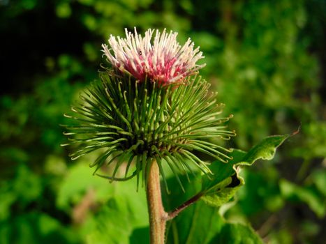 Cirsium arvense is a perennial species of flowering plant in the family Asteraceae, native throughout Europe and western Asia, northern Africa and widely introduced elsewhere. It is also commonly known as Canada thistle and field thistle.