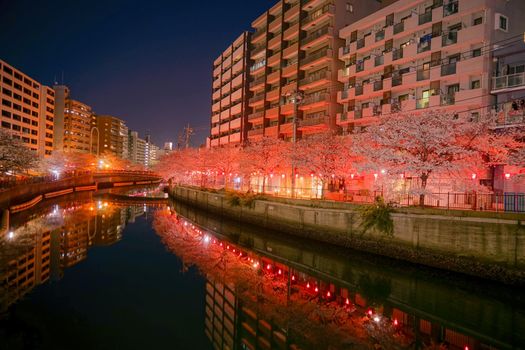 Ookawa Pro Banard Night Sakura. Shooting Location: Yokohama-city kanagawa prefecture