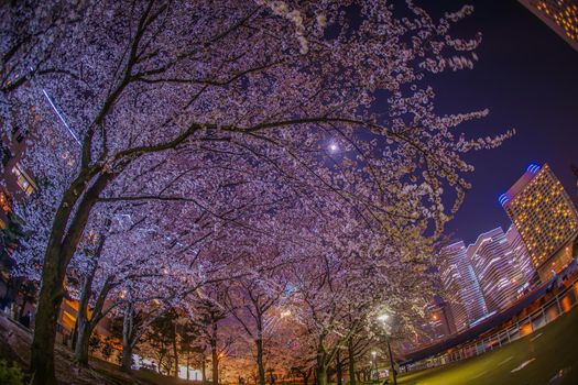 Yokohama. Shooting Location: Yokohama-city kanagawa prefecture