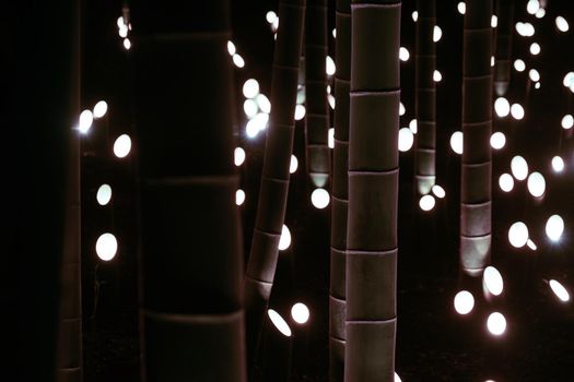 Bamboo forest small diameter light up (Kojo Castle citizens forest). Shooting Location: Yokohama-city kanagawa prefecture