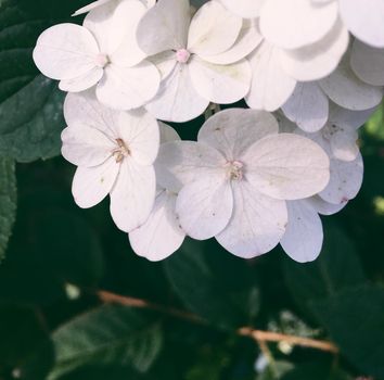 floral blossom - wedding, holiday and flower garden styled concept, elegant visuals