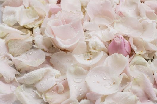 rose flower petals on marble - wedding, holiday and floral garden styled concept, elegant visuals