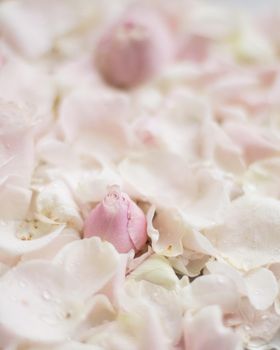 rose flower petals on marble - wedding, holiday and floral garden styled concept, elegant visuals