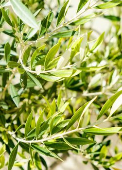 Olive tree and sunshine - gardening, nature background and environmental concept. The beauty of a green garden