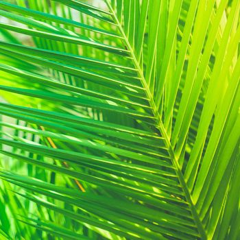 Wonderful green palm leaves - exotic vacation, botanical background and summer concept. Enjoy a tropical dream