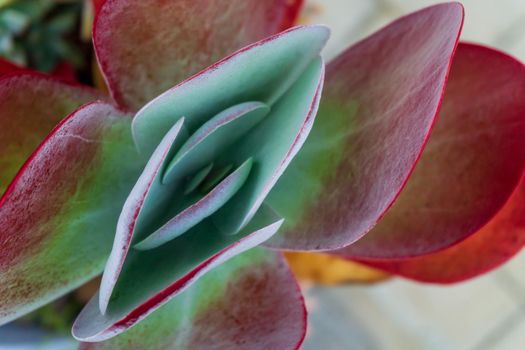 Bright red - green flower of Kalanchoe thyrsiflora close up