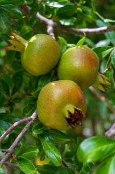 Green pomegranate ripening on a branch close up